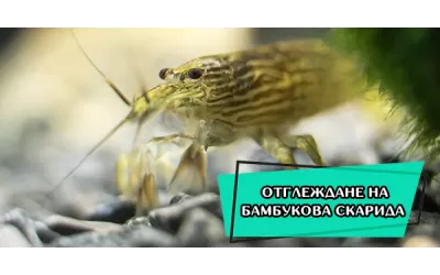 Отглеждане на Бамбукова скарида