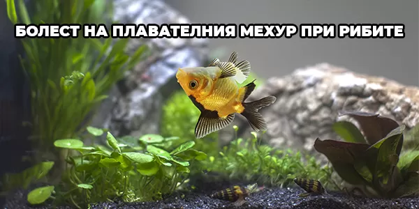 Болест на плавателния мехур при рибите