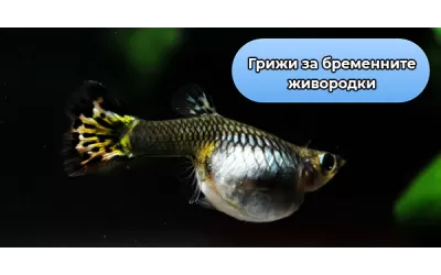 Грижи за бременните живородки