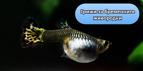 Грижи за бременните живородки