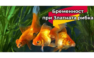 Бременност при Златната рибка
