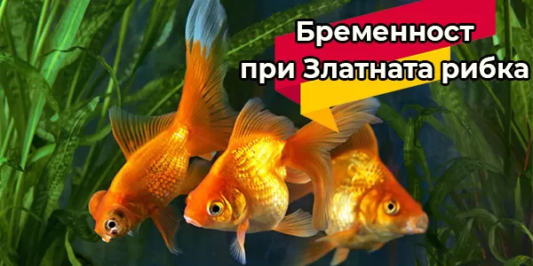 Бременност при Златната рибка