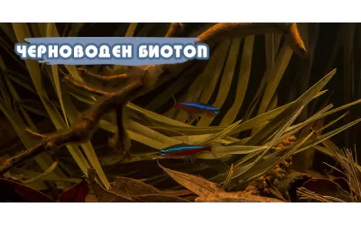 Черноводен биотоп - част 1