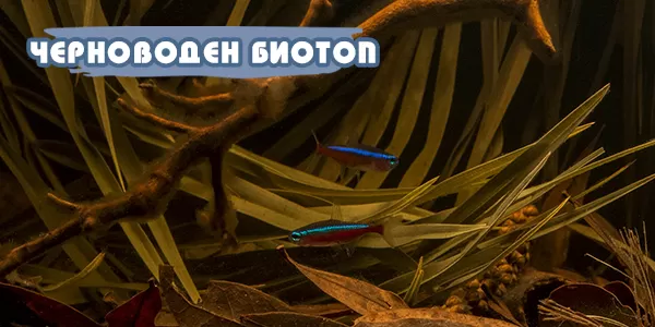 Черноводен биотоп - част 1