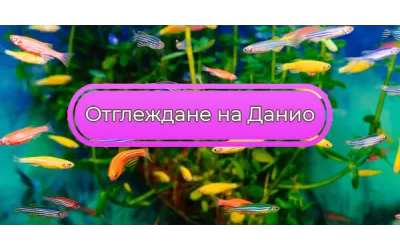 Отглеждане на Данио