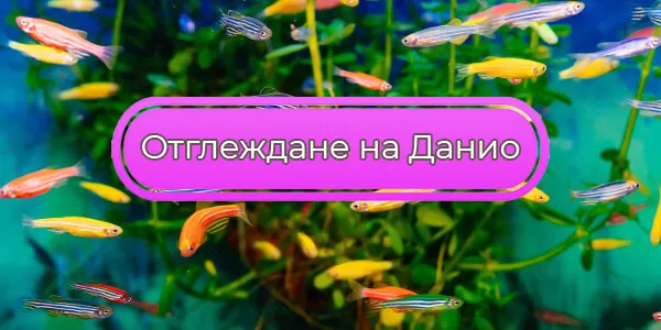 Отглеждане на Данио