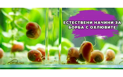 Естествени начини за борба с охлювите