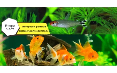 Интересни факти за аквариумните обитатели (втора част)