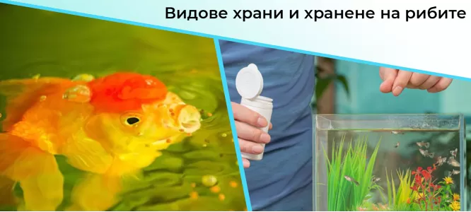 Видове храни и хранене на рибите