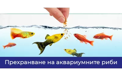 Прехранване на аквариумните риби