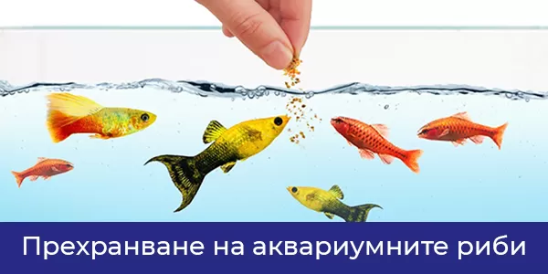 Прехранване на аквариумните риби