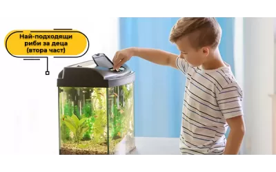 Най-подходящи риби за деца (втора част)