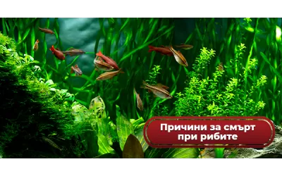 Причини за смърт при рибите