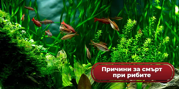 Причини за смърт при рибите