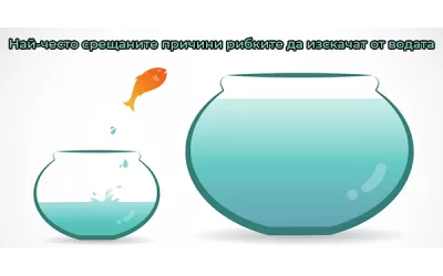 Най-често срещаните причини рибките да изскачат от водата