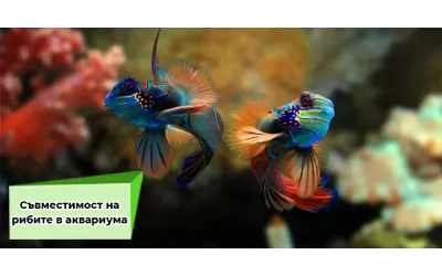 Съвместимост на рибите в аквариума