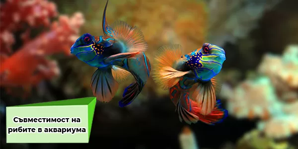 Съвместимост на рибите в аквариума