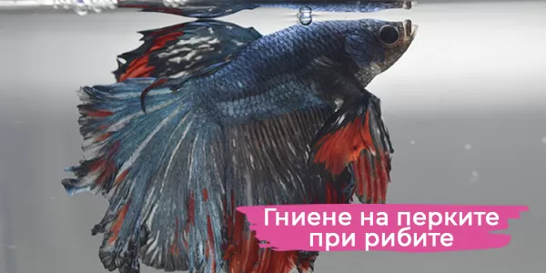 Гниене на перките при рибите