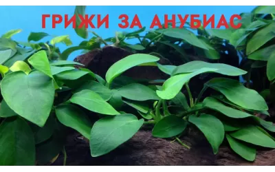Грижи за Анубиас