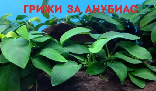 Грижи за Анубиас