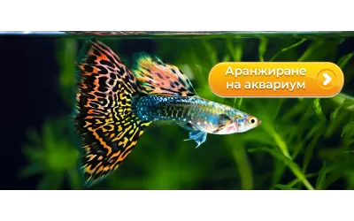 Аранжиране на аквариум