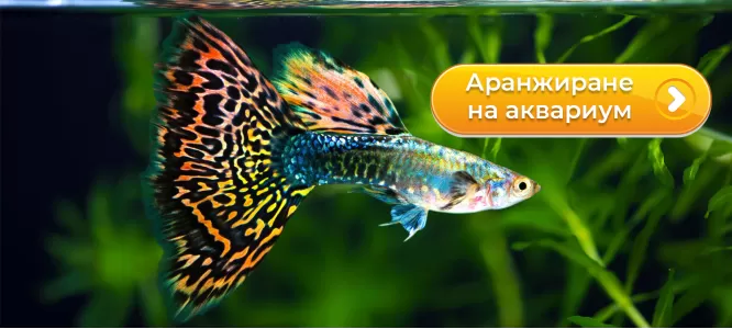 Аранжиране на аквариум