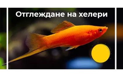 Отглеждане на хелери