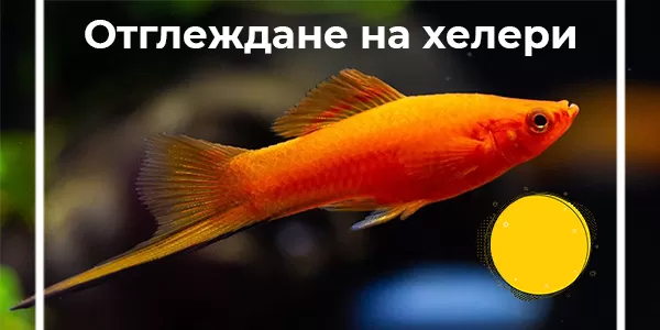 Отглеждане на хелери