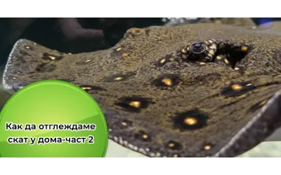 Как да отглеждаме скат у дома-част 2