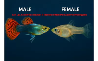 Как да различим мъжки и женски риби при различните видове