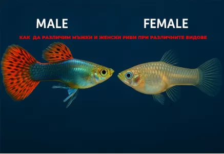 Как да различим мъжки и женски риби при различните видове