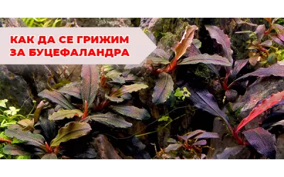 Как да се грижим за Буцефаландра