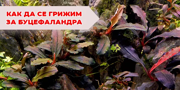 Как да се грижим за Буцефаландра