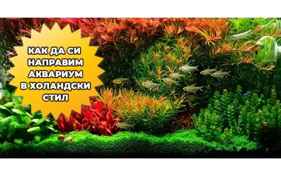 Как да си направим аквариум в холандски стил
