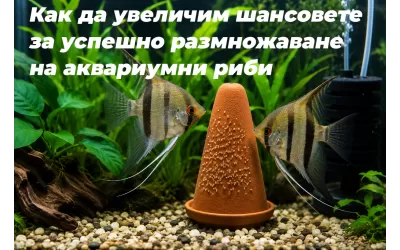 Как да увеличим шансовете за успешно размножаване на аквариумни риби