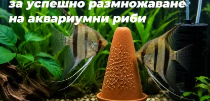 Как да увеличим шансовете за успешно размножаване на аквариумни риби