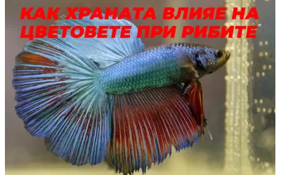 Как храната влияе на цветовете при аквариумните риби