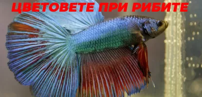 Как храната влияе на цветовете при аквариумните риби