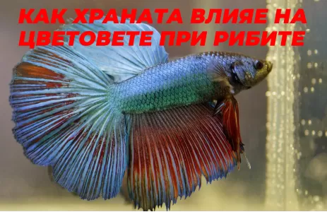 Как храната влияе на цветовете при аквариумните риби
