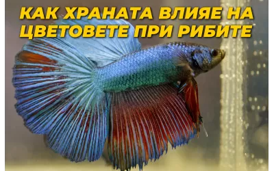 Как храната влияе на цветовете при аквариумните риби