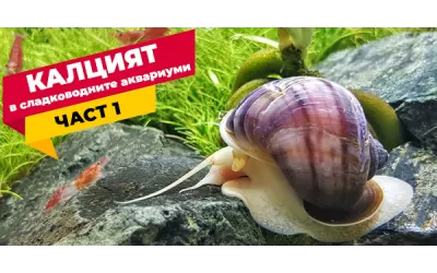 Калцият в сладководните аквариуми-част 1