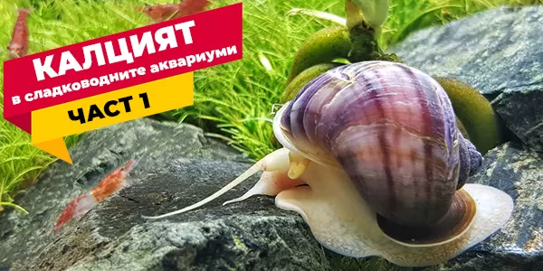 Калцият в сладководните аквариуми-част 1