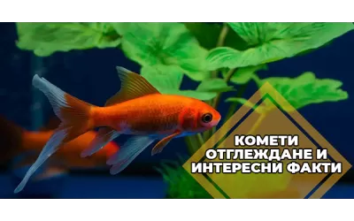 Комети - отглеждане и интересни факти
