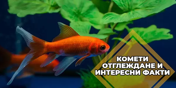 Комети - отглеждане и интересни факти