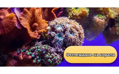 Отглеждане на корали