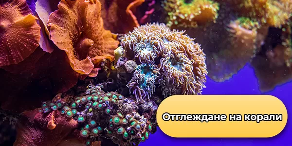 Отглеждане на корали