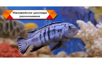 Малавийски цихлиди - размножаване