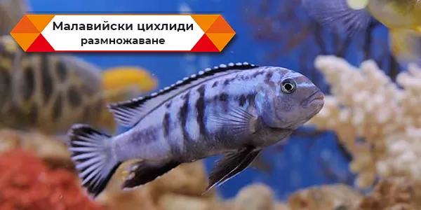 Малавийски цихлиди - размножаване