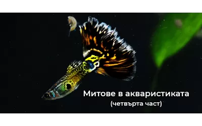 Митове в акваристиката (четвърта част)