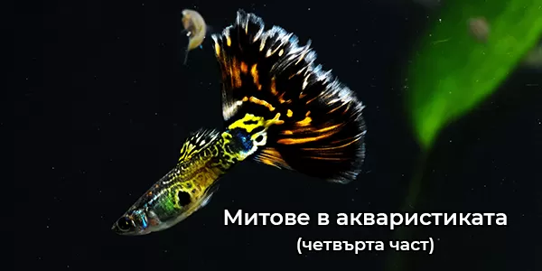 Митове в акваристиката (четвърта част)